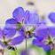 Pure & Natural Geranium Oil