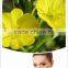 Oil for female health evening primrose oil