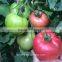 Indeterminate Growth Pink Tomato Early Maturity Tomato Seeds