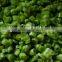 Food processing mahcine/SUS304 commericial vegetable cutting machine 0086+15202132239