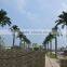 Landscape Tropical Tree Project Big Tree Supplier