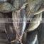 frozen skipjack tuna whole round