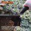 Professional Mini Garden Shovel