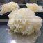 Dried snow fungus/Wholesales snow fungus from Vietnam