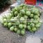 Best seller Fresh Peeled Xiem coconut from Vietnam