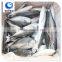 High Quality Frozen hard tail scad in fish