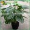 home decorations evergreen artificial bonsai plants for sale