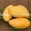 Fresh Mango Exporter In India