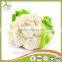with Best Quality For SaleChina New Crop Fresh white Cauliflower