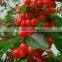 Top Quality Cherry Seeds For Planting