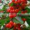 Red cherry fruit tree seeds for Growing