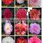 Indoor Plant and Outdoor Plant Camellia Japonica