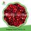 Chinese Organic Fresh Fruit Product Lingonberry