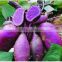 Purple Sweet Potato Extract powder 8% manufacture ISO, GMP, HACCP, KOSHER, HALAL certificated