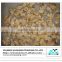 Wholesale frozen yellow baby clam meat
