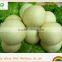 automatic pizza dough divider rounder/dough rolling machine 35-350g/pcs