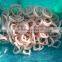 Frozen squid rings in hot sale