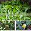 Yunnan Originc High Quality Mini Tuo Tea Raw Pu-erh Tea Ripe Tea
