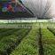 XINHAI  100% new HDPE Greenhouse shade net sun shading net UV stabilized sunshade netting