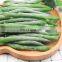 Sinocharm Frozen vegetable New Crop 7-13 cm Whole Top Green Pearl IQF Frozen Green Bean