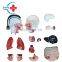 HC-S244 Human female torso & organ anatomical teaching model