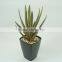 Artificial aloe plant