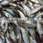 125g Canned Sardine in Oil(WW-125)color tin paking with HACCP IFS,BRC ISO