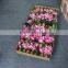 wholesale 2 heads artificial silk peony flower