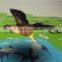 Alternative Animals 3D Educational Card AR with APP