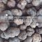 IQF frozen summer truffle hot sale