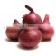 Four Seasons Supplier Wholesale of Red Onion