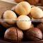new type macadamia nut cracker machine/macadamia nut opening machine/macadamia nut tapping machine