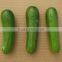 Vegetable Seeds