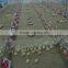 complete controlled poultry farm equipment for chicken house