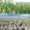 High Effective China Manufacturer Plant Growth Hormone Chlormequat Chloride 98% TC