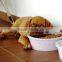 Machines to make bird food