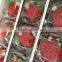 Factory Direct Natural Fresh Preserved Rose Flower Head For Wedding Decorations