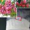 Hot Sale Agriculture Related Products 6-Furfurylaminopurine 99%TC Fertilizer Kinetin 6kt