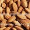 Roasted salted Apricot Kernels without shell for hot sale