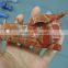 natural crystal hand carved red jasper dragon skull carving fengshui products