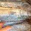 Whole Round Good Quality Spanish Mackerel For Consumption