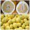 Grapefruit Pomelo Packed in 11kg with Pallet