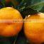 Fresh Orange