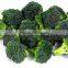 Frozen broccoli florets for export