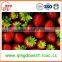 Export 25-35mm A13 Chinese Best quality Whole Fresh Strawberry