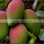 Mango fruit tree seedling