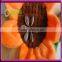 Common Cultivation Type and Blanched Processing Type sunflower seeds for human consumption