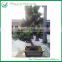 Ficus Bonsai Tree Sale