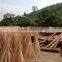 Natural Wood Stick for Planting Cucumber- Korea and Japan Market