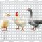 Poultry farming equipment plastic slat floor